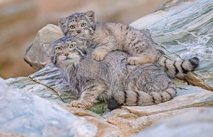 Котята манула.