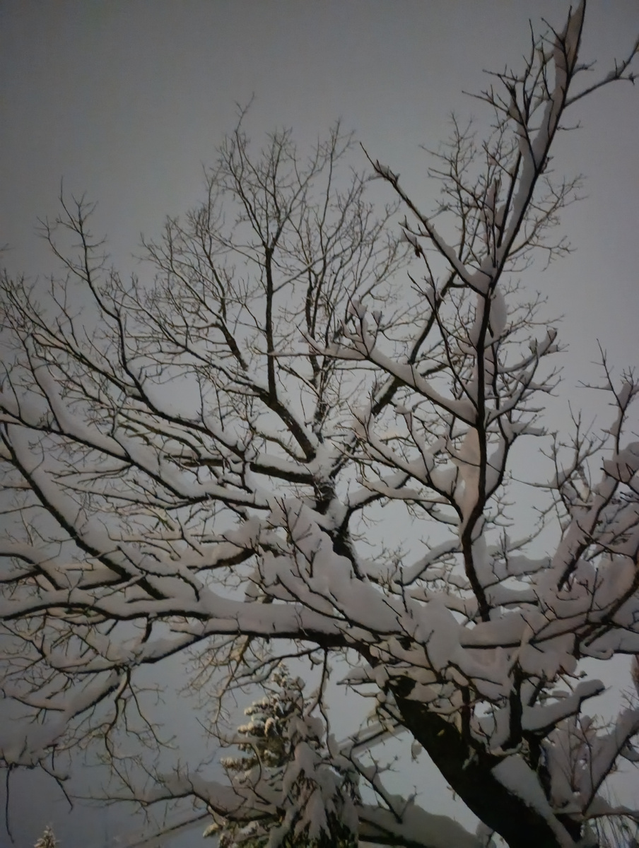 Привет, мой дуб!