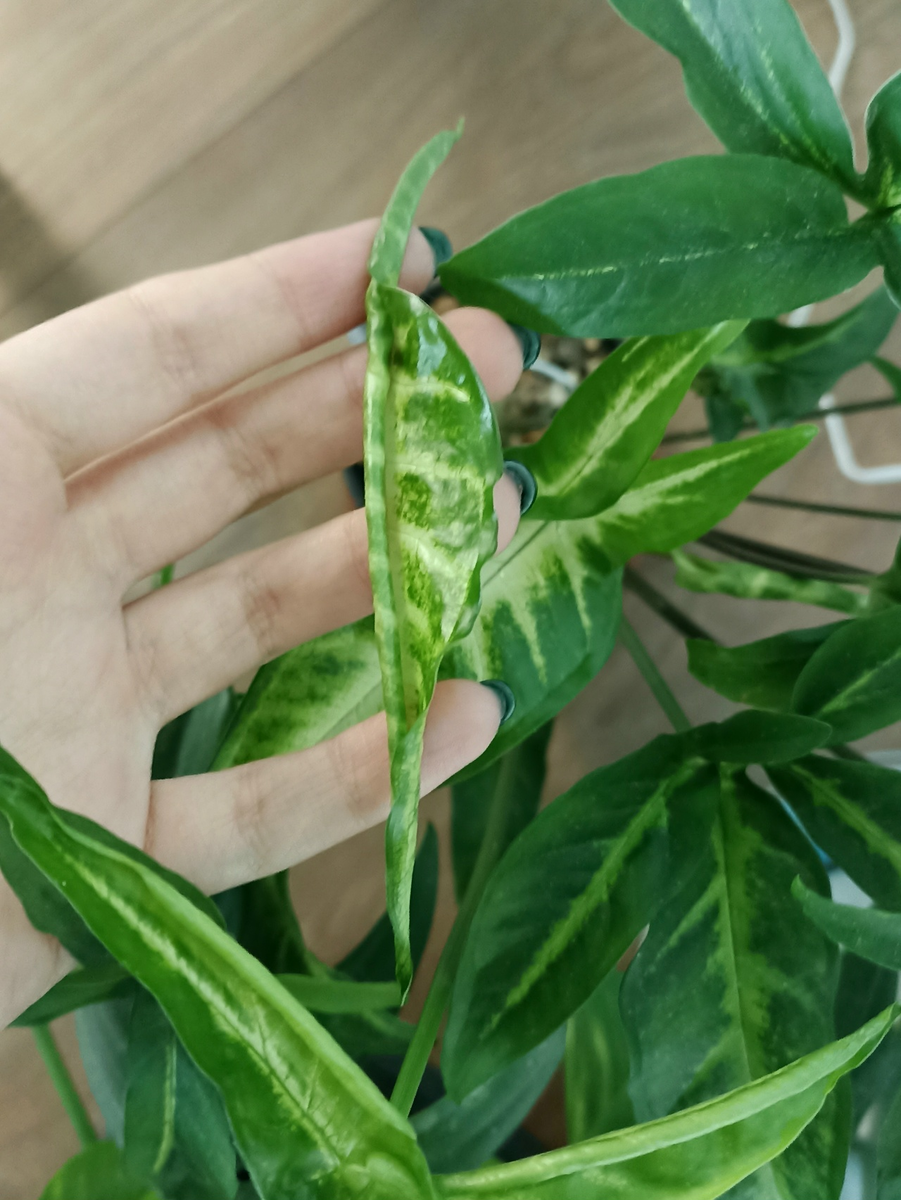 Застрявший лист на моем сингониуме