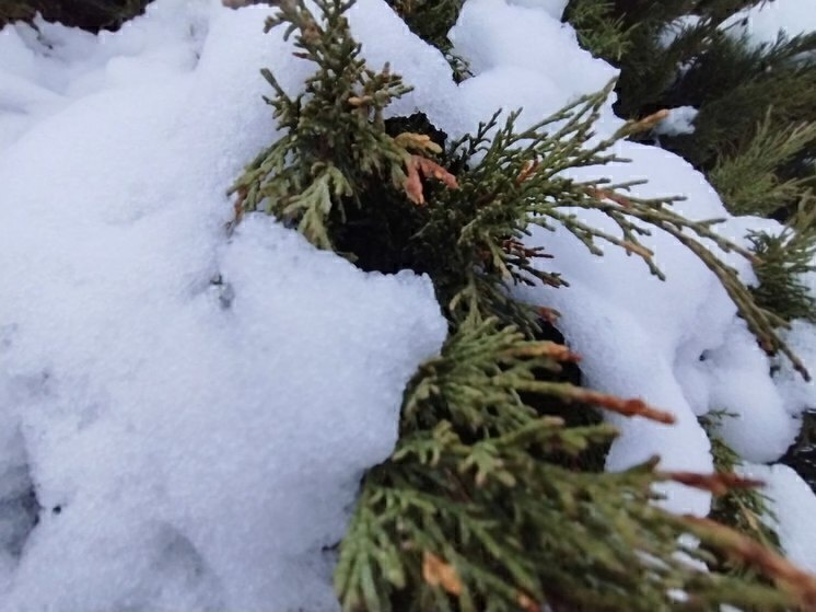    Белгородская зима: причины температурных качель и чего ждать на новогодние каникулы, фото: МК в Белгороде (архив)