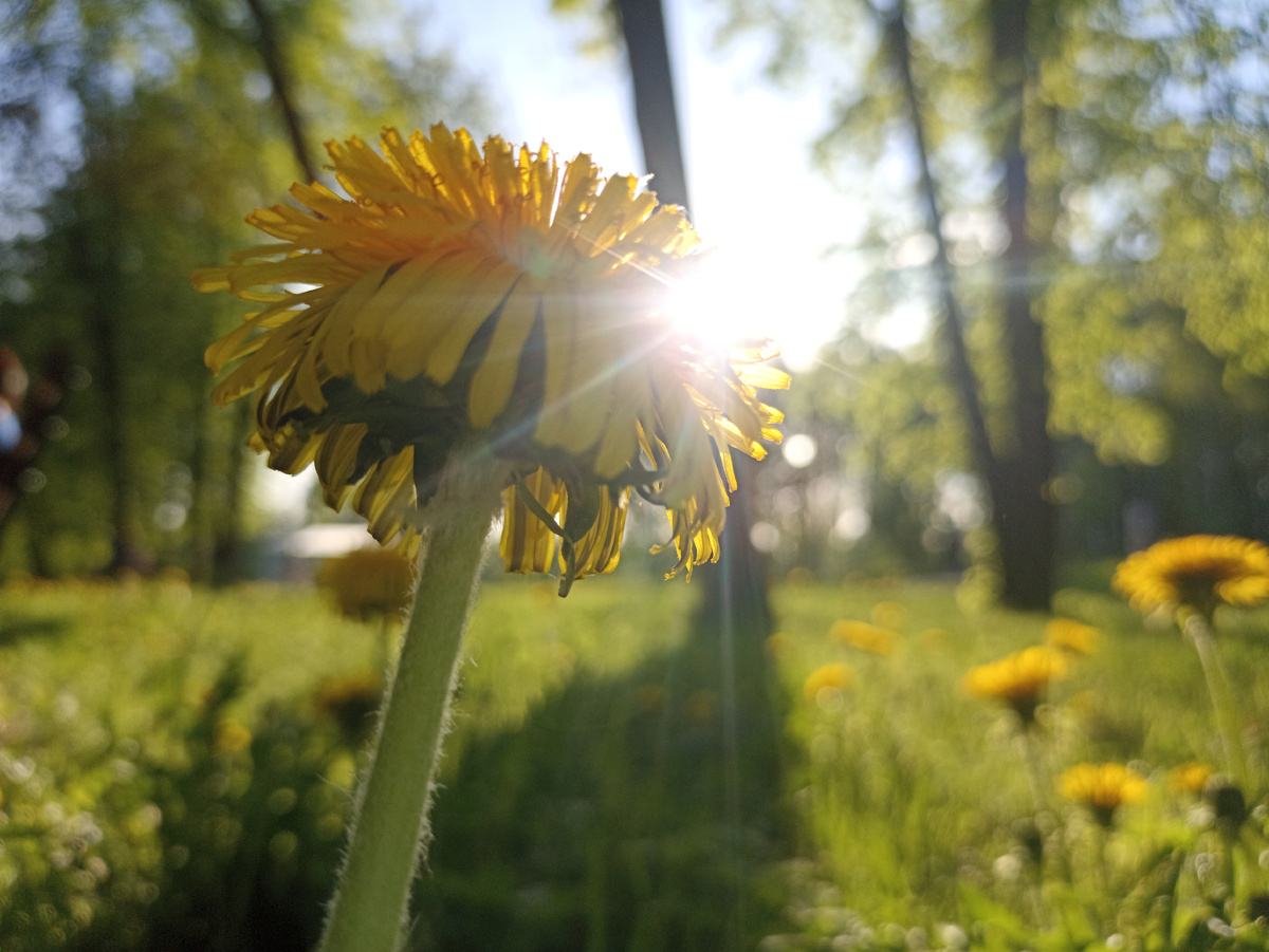 Летние краски