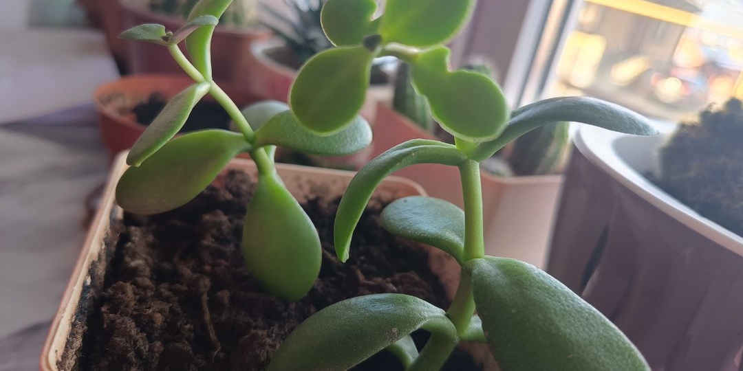 Денежное дерево: почему моя толстянка упорно не хочет делать меня богатой