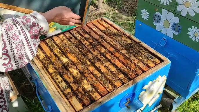 Метод формирования отводка «налетом на матку».Суперметод!