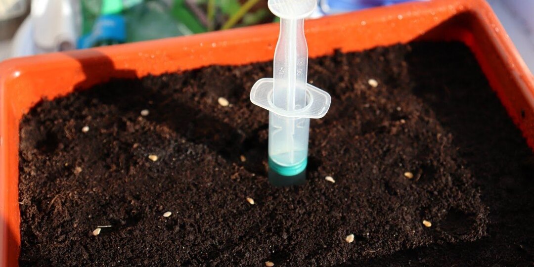 5 грубых ошибок при посеве семян, напрочь губящих рассаду