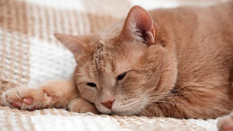    Фото: ИЗВЕСТИЯ/Дмитрий Коротаев