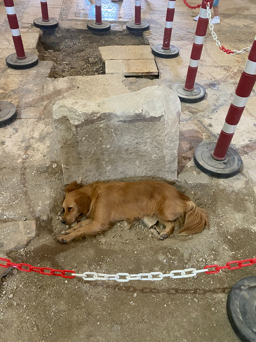 Такой вот охранник отдыхает