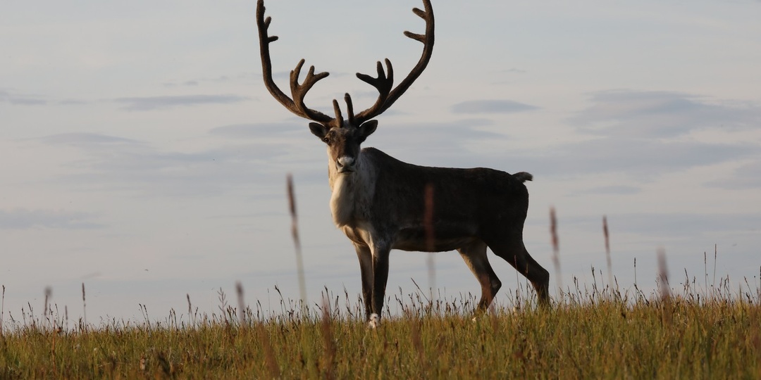 Край дикого северного оленя: от былого обилия к насущной потребности