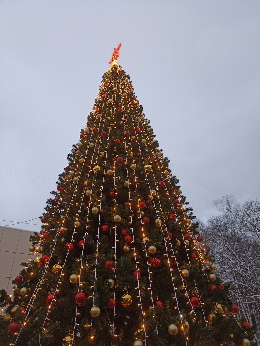 Прошла мимо ёлки у родителей в микрорайоне