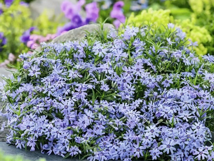 Флокс шиловидный: мои варианты сочетания с цветами, уход, посадка, сорта