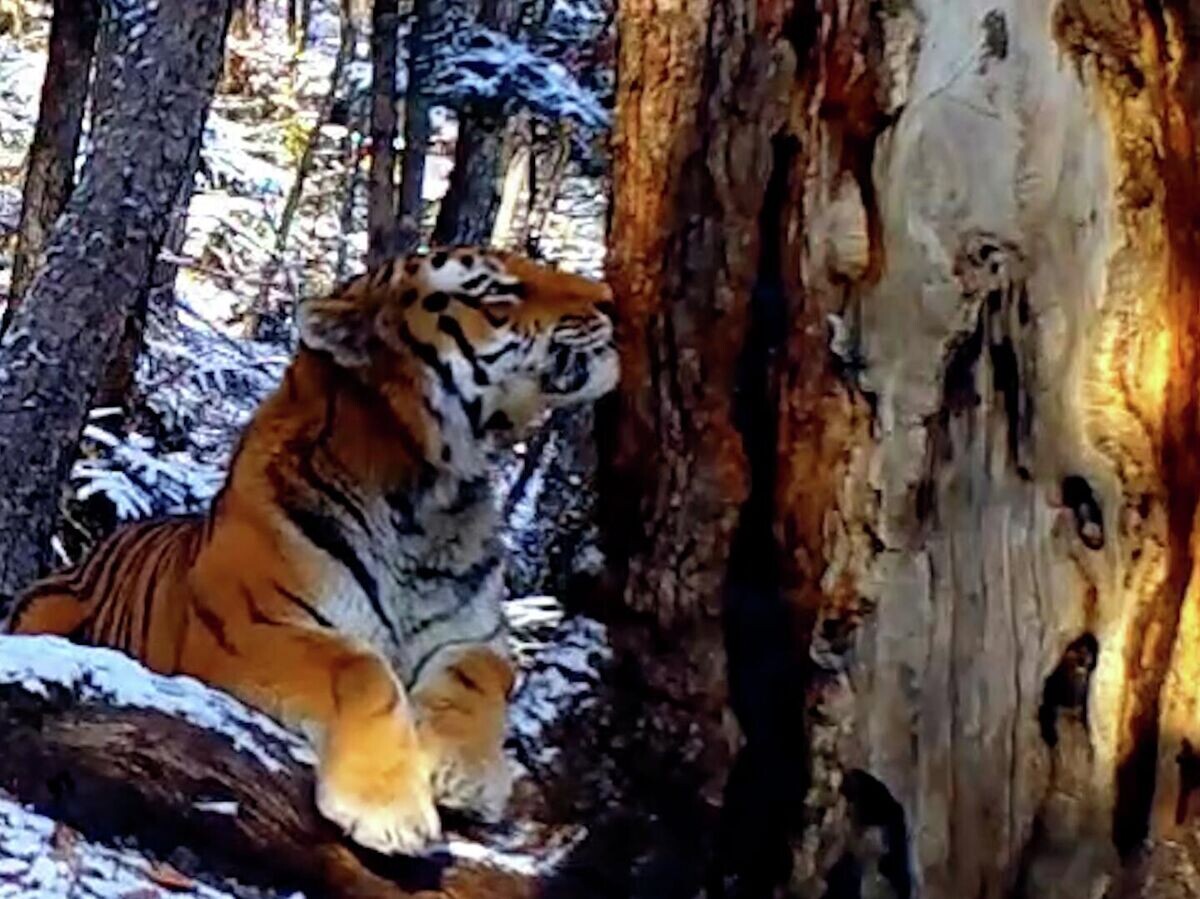    Прилив нежности амурского тигра к дереву. Кадры с фотоловушки | © @amurleo_land
