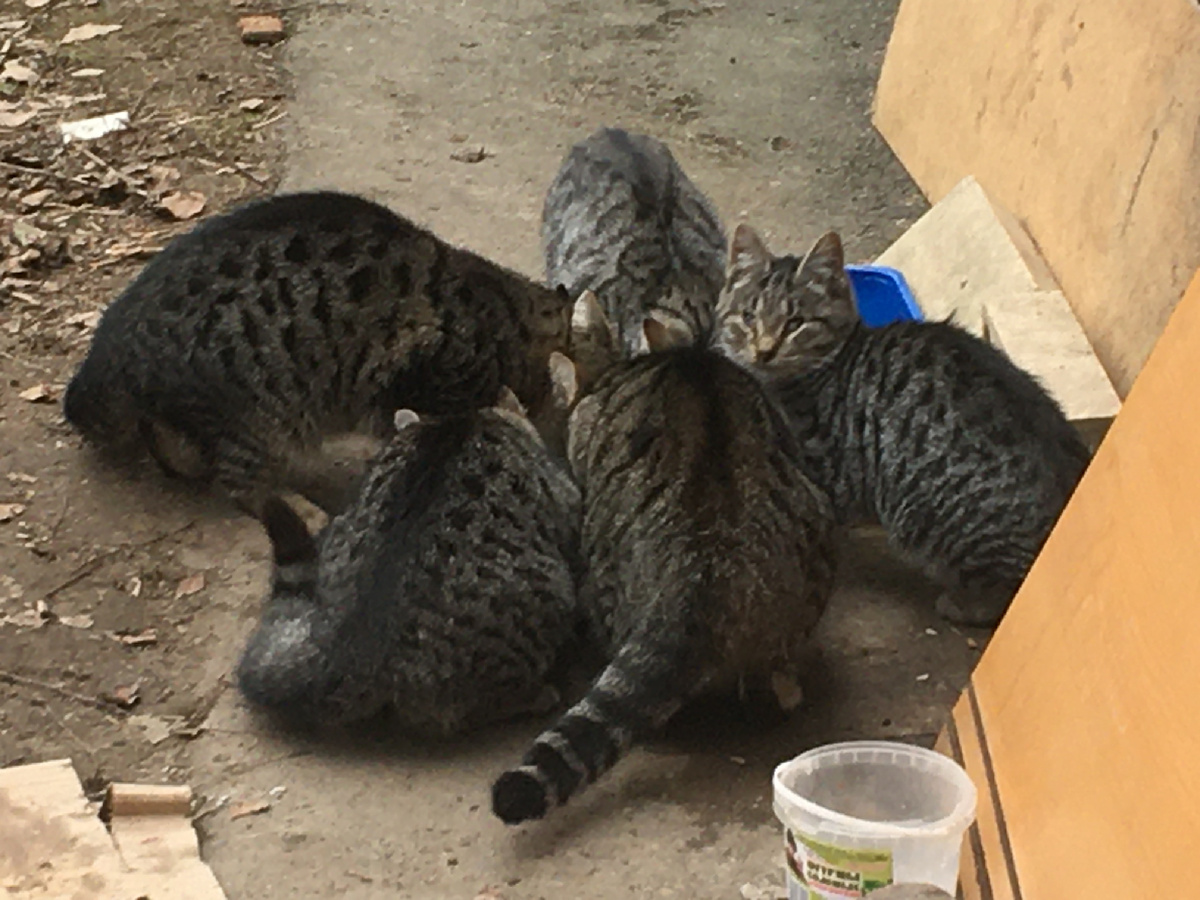 Где то тут мама Рэмика