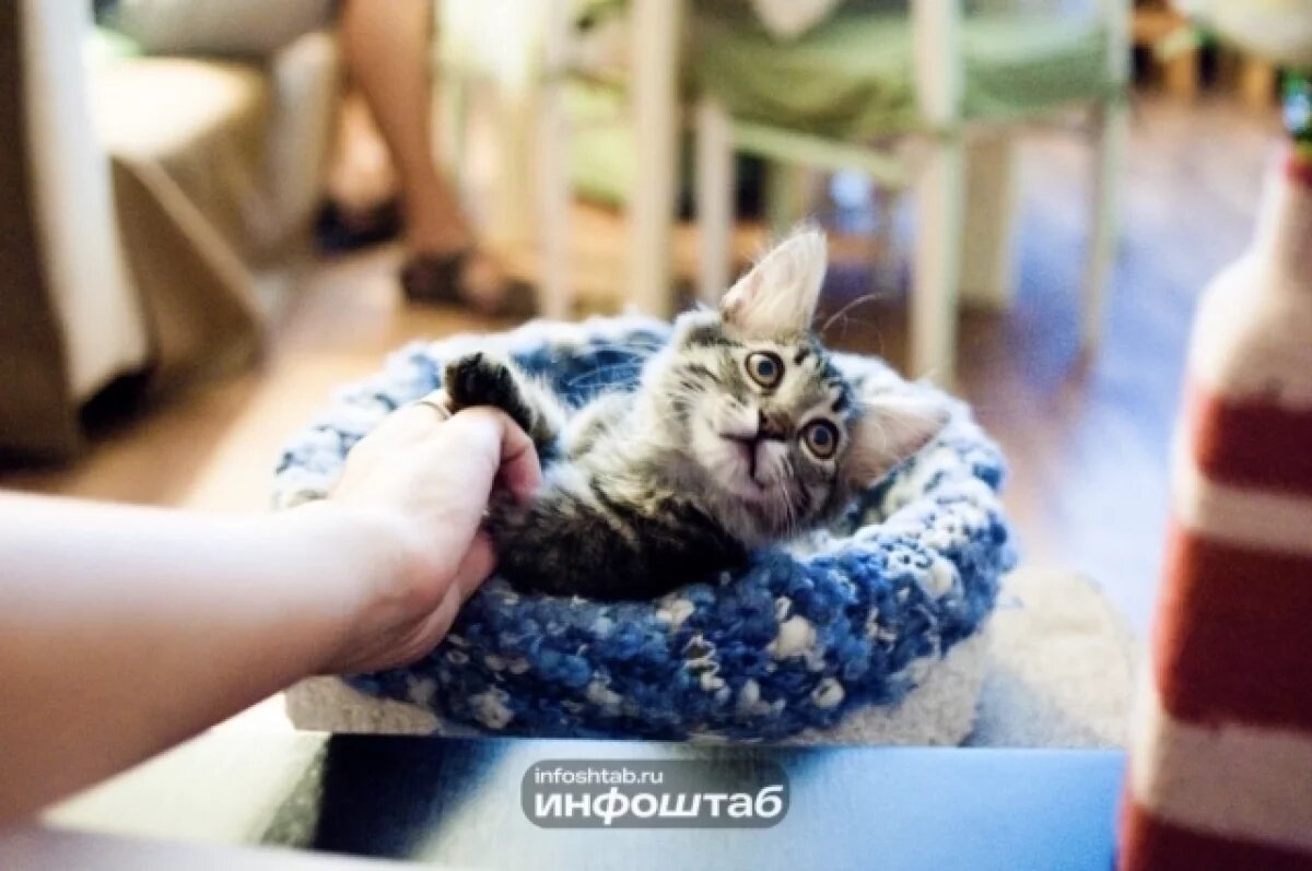    Милота года.