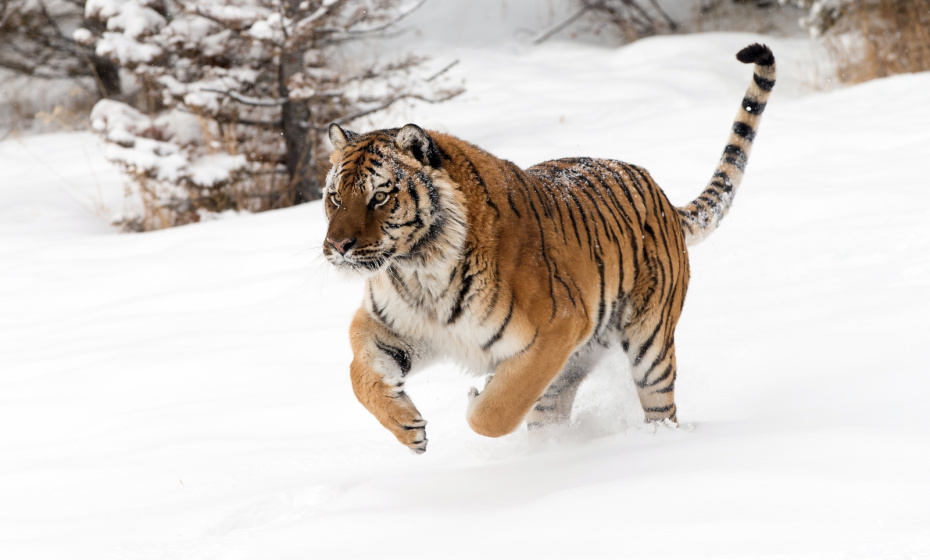    Shutterstock/FOTODOM