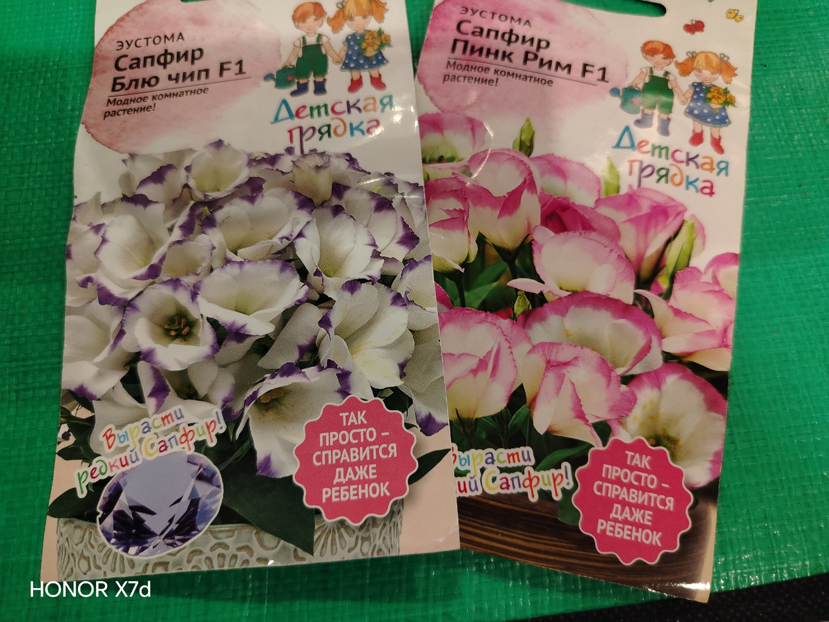 Эустомки декабрь-январь/фото автора