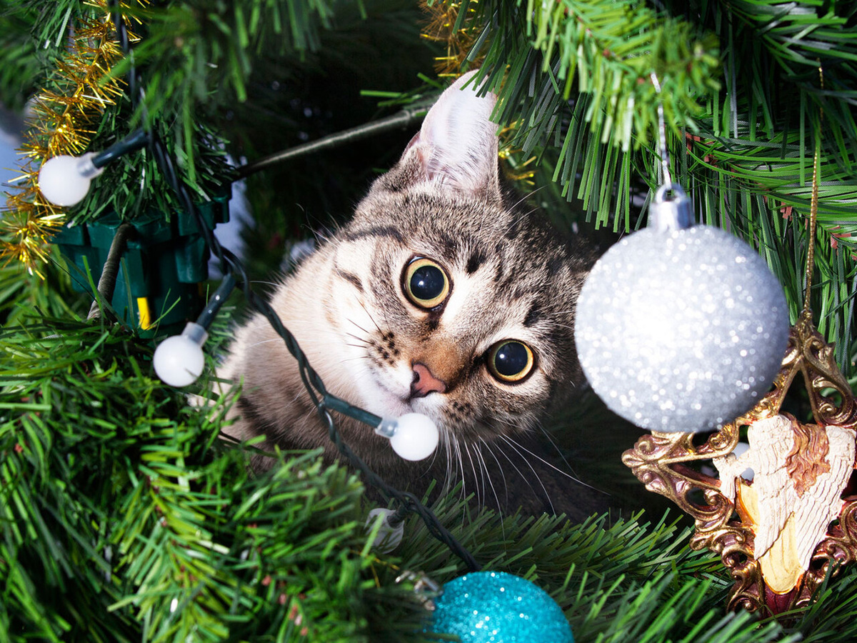 Яндекс. Картинки