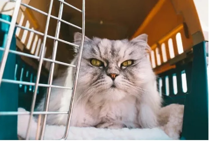 Серая кошка