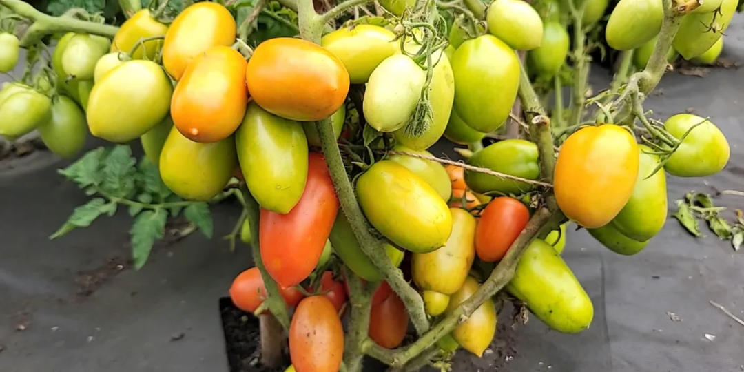 Из 1000 сортов томатов выбираю только 10. Плодоносят всё лето даже в плохую погоду