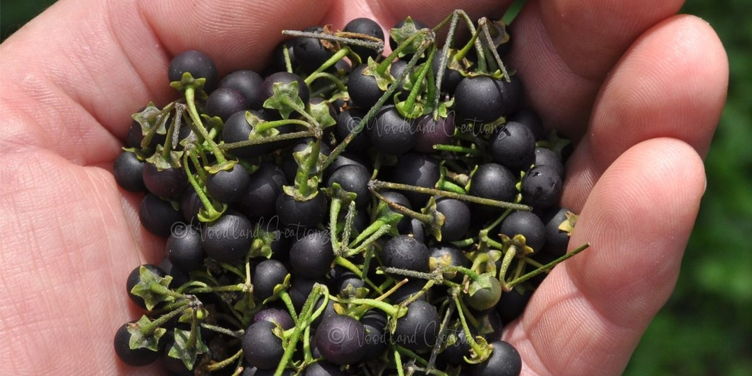 Санберри: как величайший селекционер Америки «изобрёл» ягоду, которая росла в Африке за полвека до него