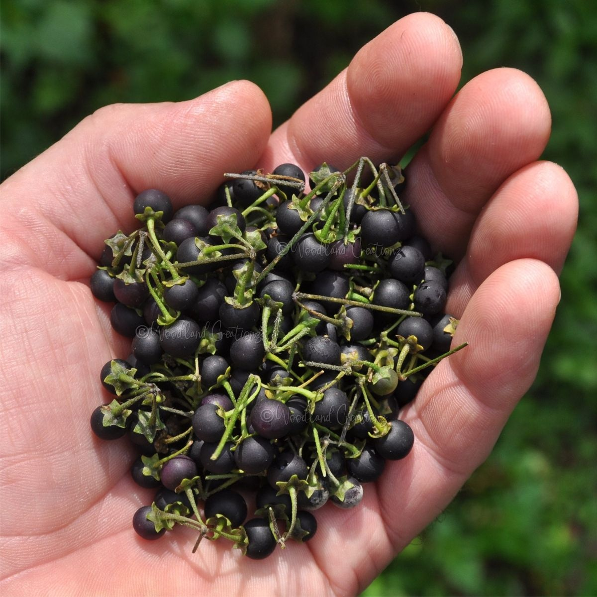 Зайдем с козырей: урожай санберри