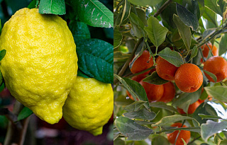 Зимние тропики и тайны красного коня: афиша с 5 по 11 января