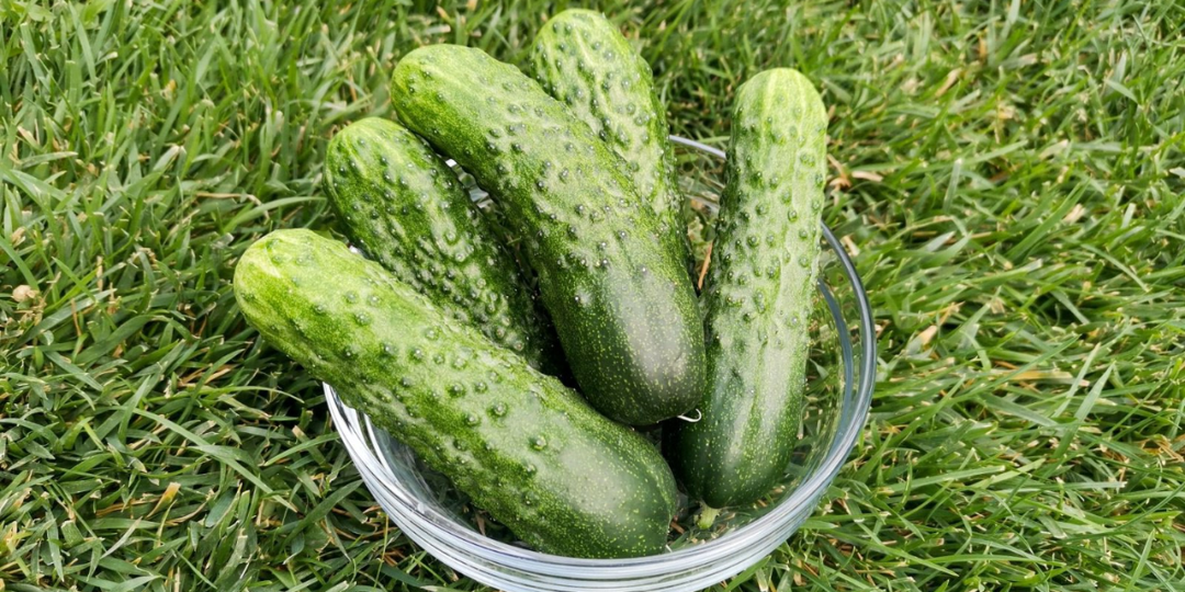 Не огурцы, а настоящие «монстры»: растут без полива, плодоносят всё лето и болячки им не по чём