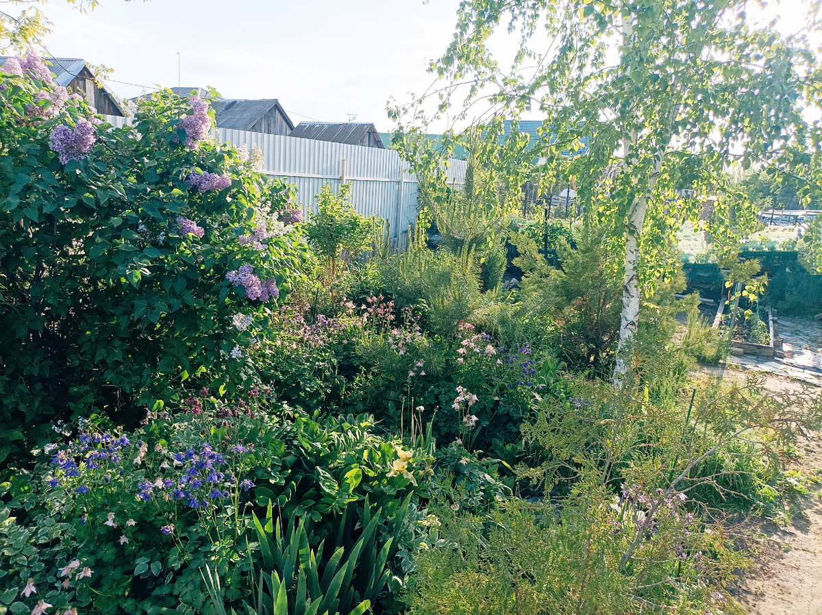 Да! Берёза на нашем участке! Как в стихах,  "Белая берёза, под моим окном"! А ещё тут, ёлки, кипарис, сосна и многое, многое другое!