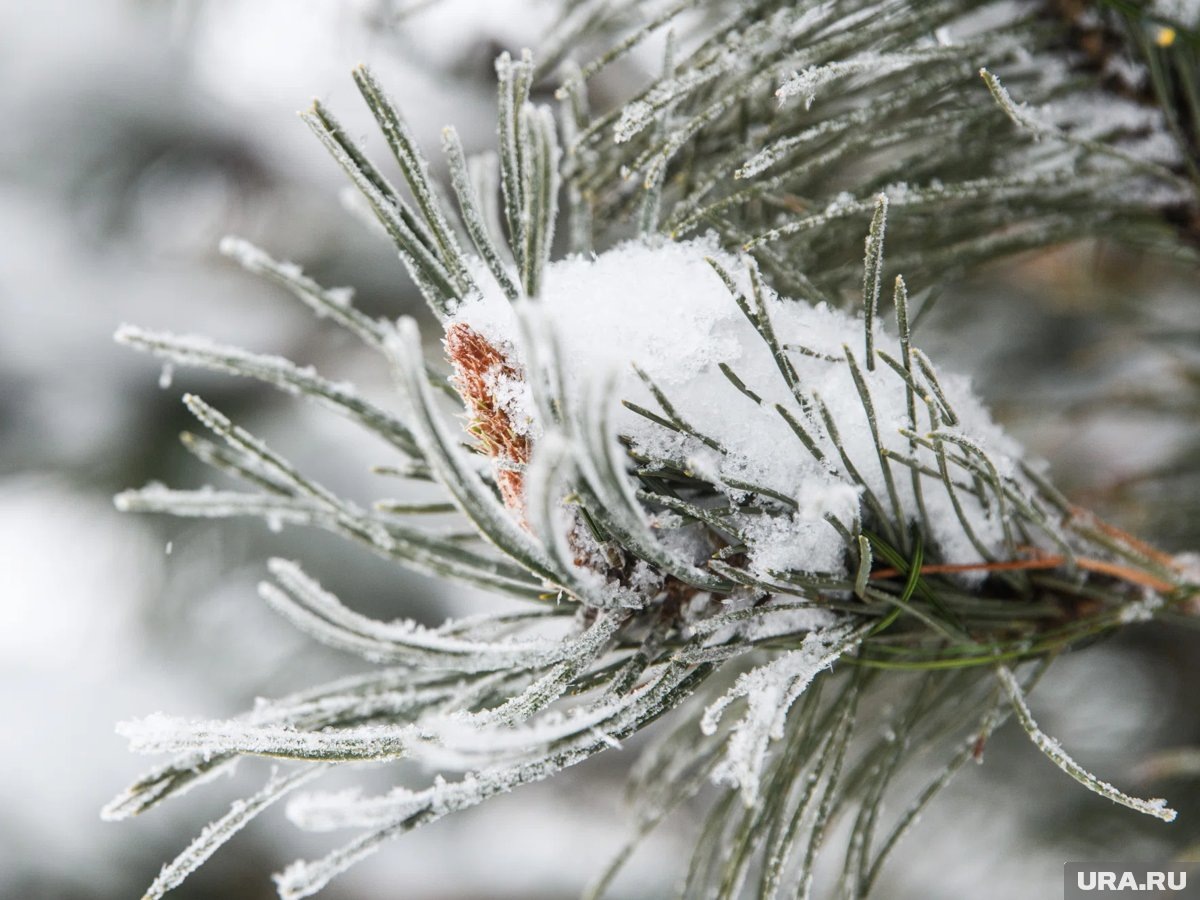     Синоптики пообещали снег и температуру до -9 градусов в столице на Рождество