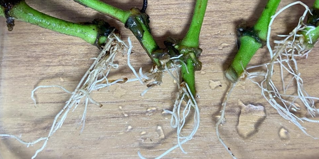 Узнал на практике, почему черенки «пропадают» в течение 3-х дней. 5 частых ошибок портят все черенки