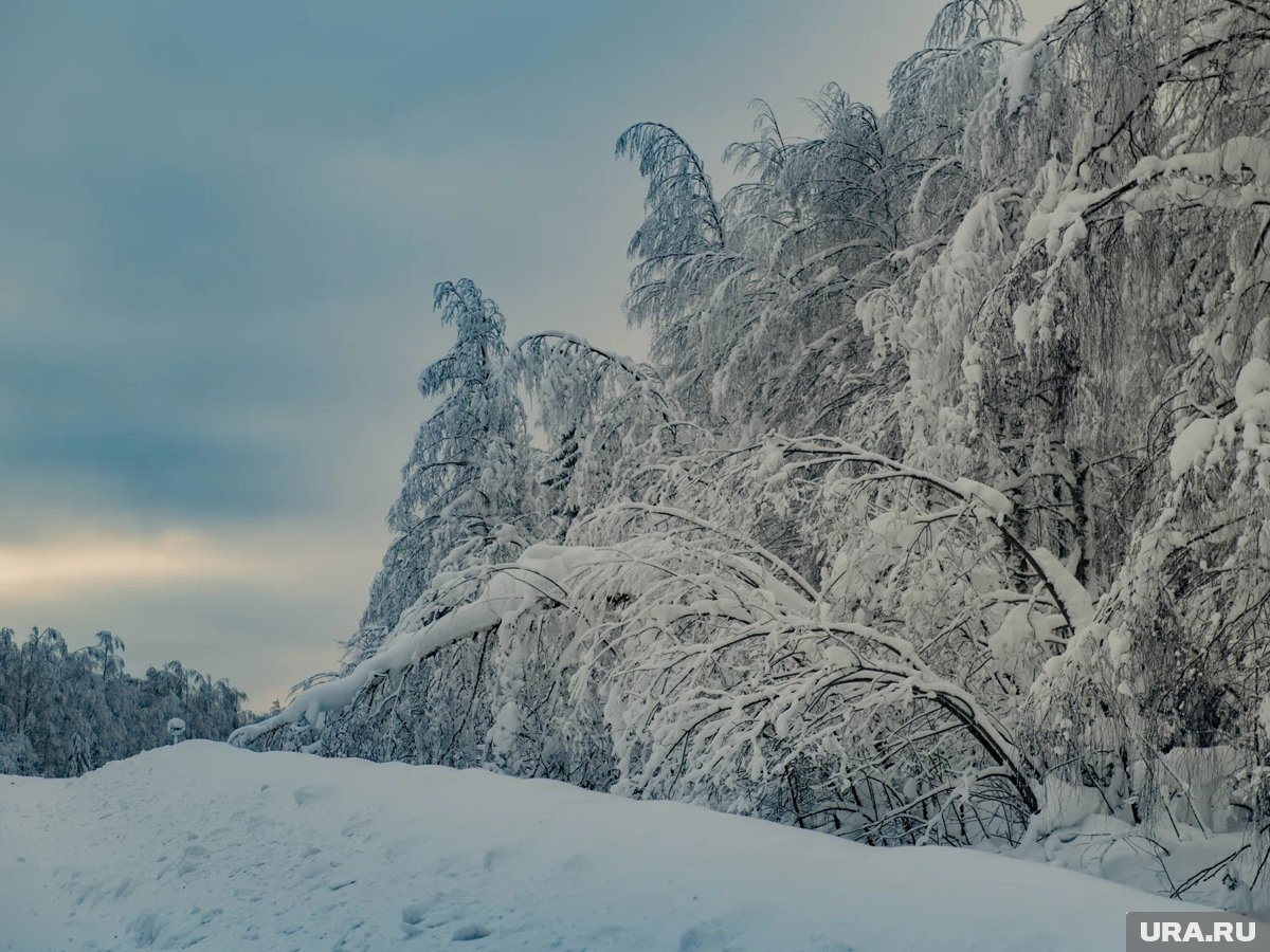     Усольцевы не могли сбежать за границу, сообщили в СК