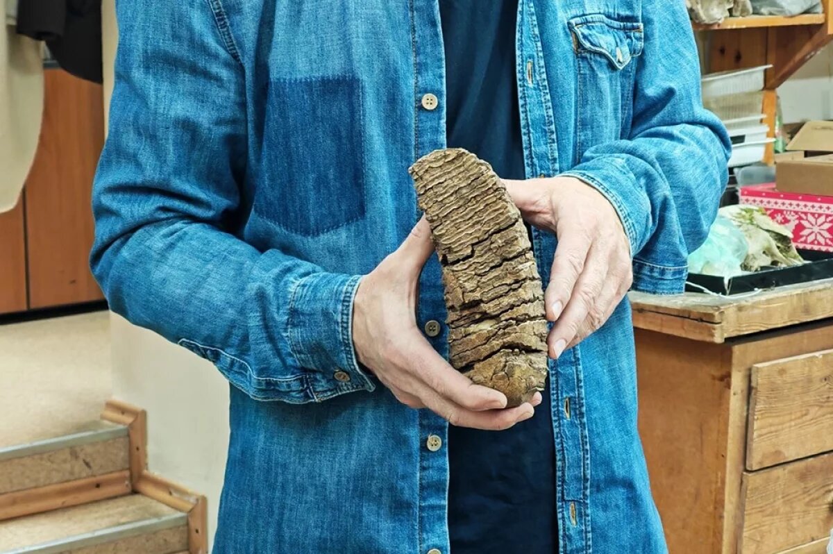    Зуб мамонта.