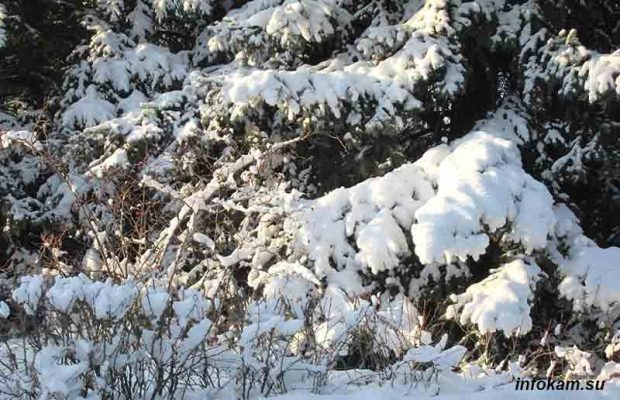    Лапы елей, высаженных в Камышине в 1974 году (сфотографирован лишь низ, чтобы оценит размер)