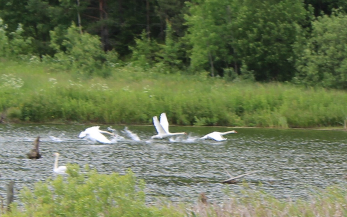     Һөйгәнен онота алмай, ҡартайғансы өйләнмәне