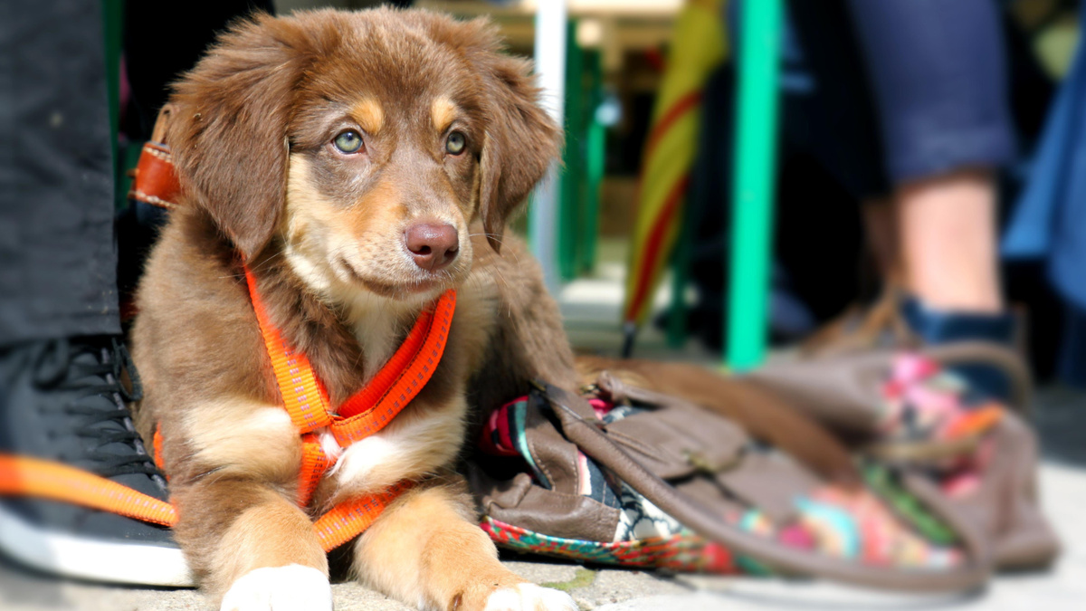 Даже если с поведением собаки действительно ничего нельзя сделать, нет повода бросать клиента. Фото Fotografie/Pixnio