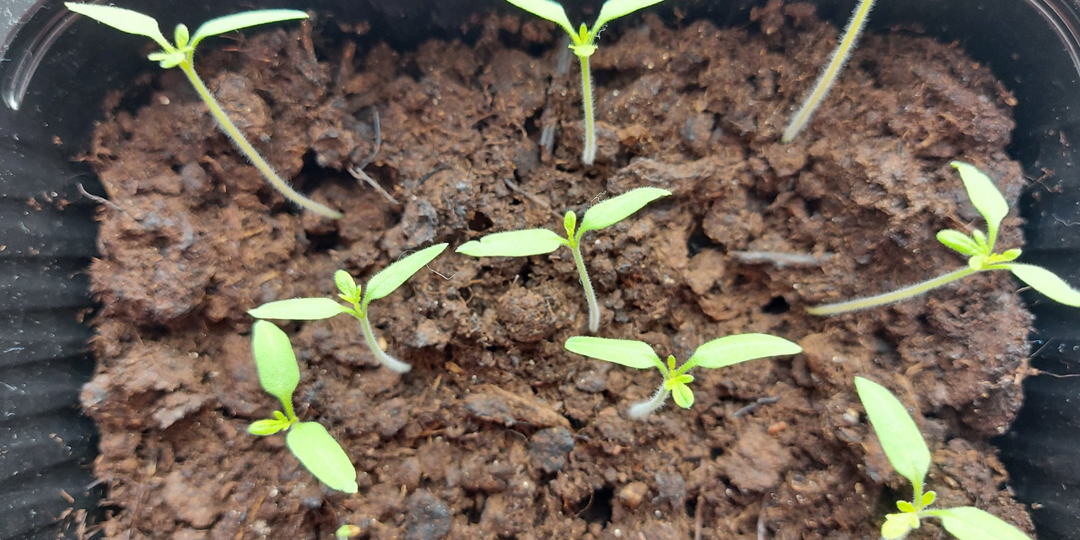 Такого позора я не испытывал давно: что не нужно сажать на рассаду в январе, чтобы зря не тратить силы и время