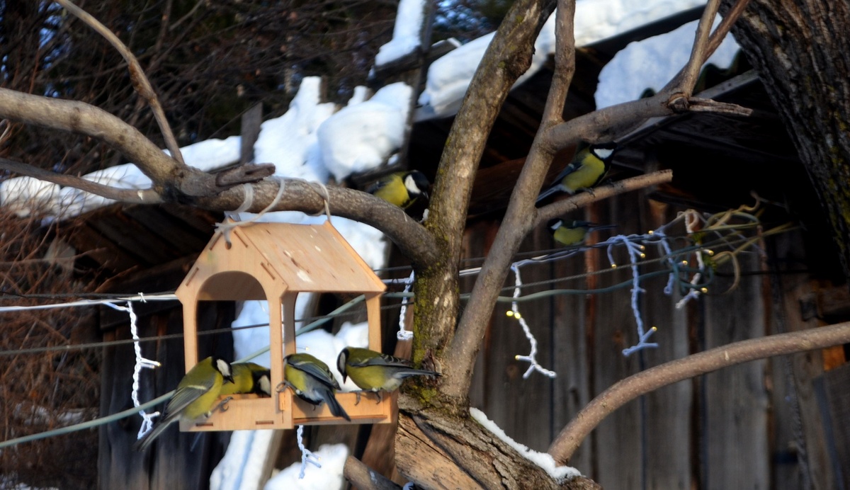 большие синицы охотно откликаются на подкормку