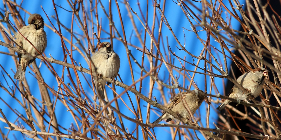 Декабрьская мозаика: зимние наблюдения орнитолога