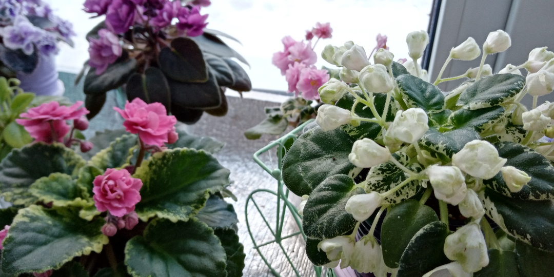 Лето в январе на моих подоконниках