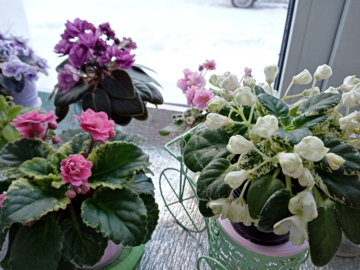 Цветы на окне зимой/фото автора
