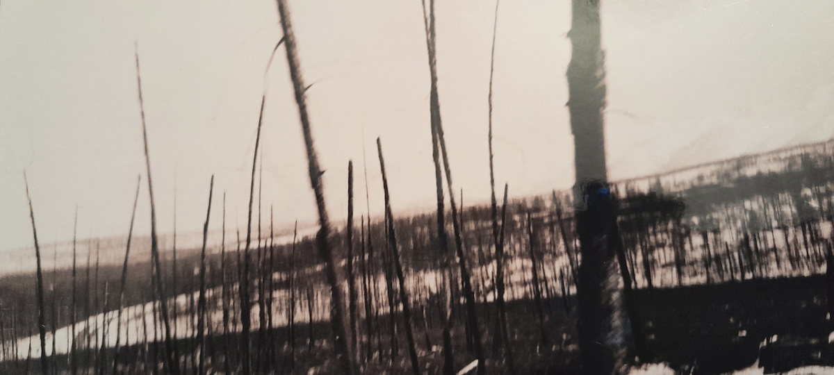 Лиственница зимой. 