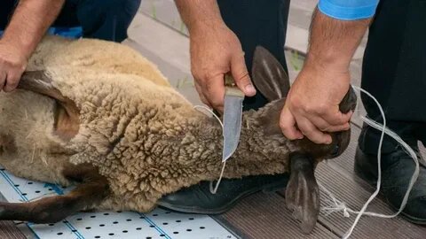 Забой животного