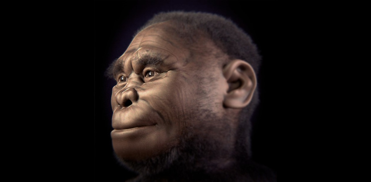 Homo floresiensis. Реконструкция