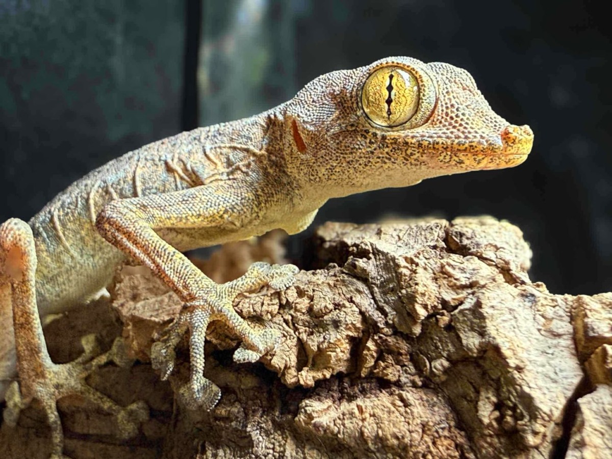 Взгляд, в котором читается мудрость тысячи пустынь.