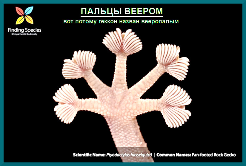 Та самая магия, позволяющая гулять по потолку: уникальные «лапки-вееры».