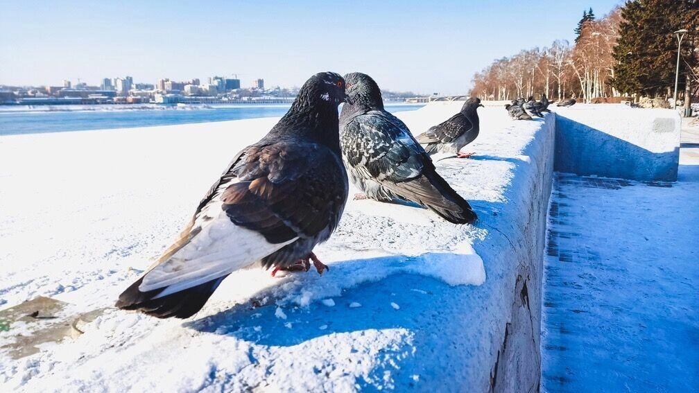    Чем кормить птиц в морозы в Ставрополе   1MI