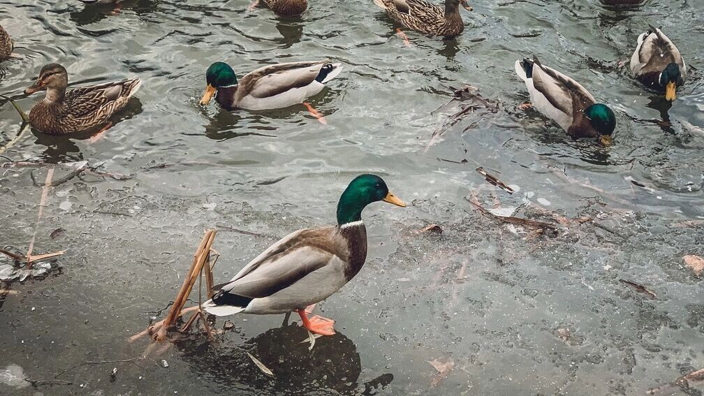    Зимой уток в Ставрополе можно кормить хлебом   1MI