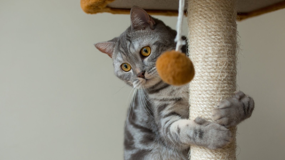    Когтеточка поможет кошке «выпустить пар»