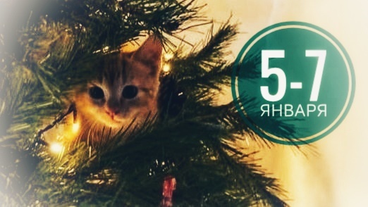 Нумерологический прогноз на 5-7 января 2026: котики, как всегда, в тренде