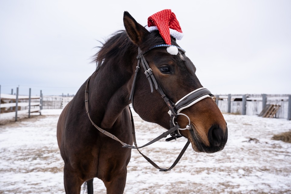    На Ставрополье рассказали, каких лошадей выводят на Кавказе Дина Иванова