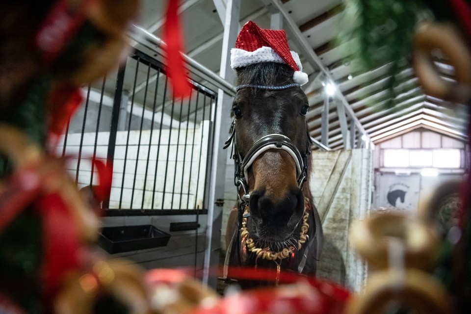    Мнения у заводчиков о нраве кабардинских коней разделяются Дина Иванова