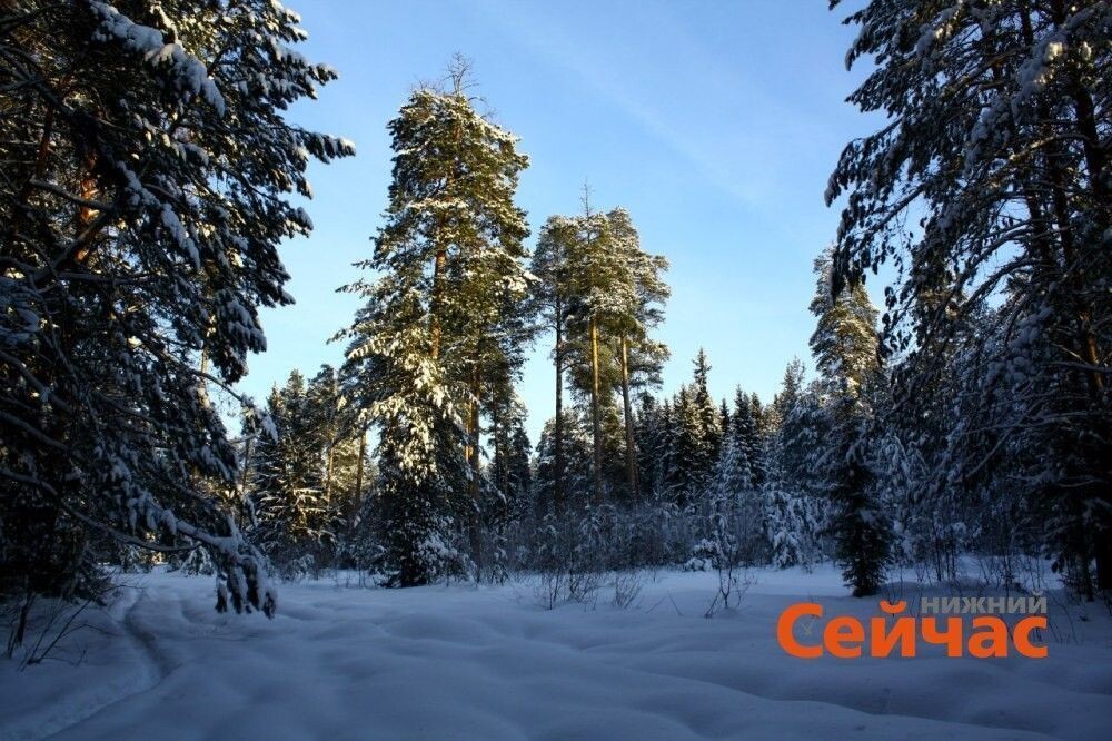    Фото: ИА "Нижний сейчас" Виктор Дивеев